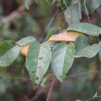 Salacia chinensis L.